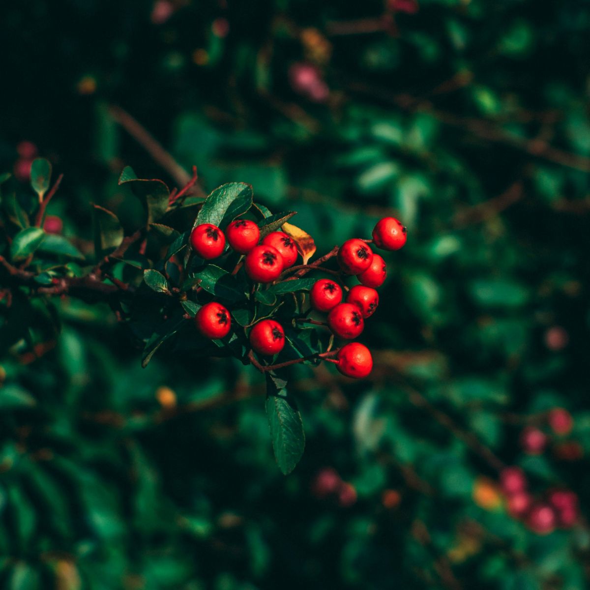 Goji Berries are rich in antioxidant healing properties that boost health with an Ayurvedic inspired lifestye.