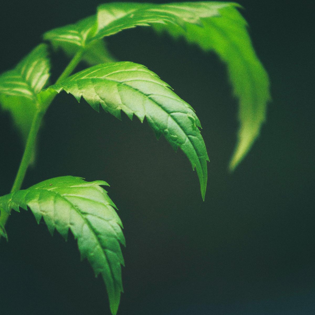 The neem leaf, added to The Barrier Repair Cream to sooth the skin as it is deeply moisturized.