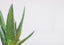 ALOE VERA - LUSH GOODNESS FOR SKIN AND HAIR