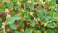 ASHWAGANDHA - THE INDIAN ADAPTOGEN
