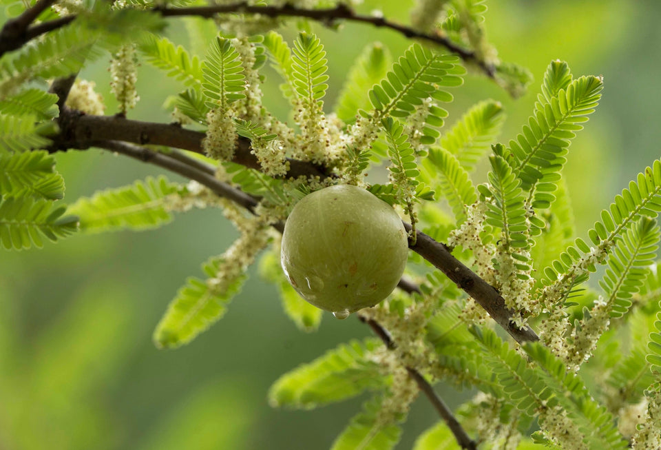 Amla (Indian Gooseberry)