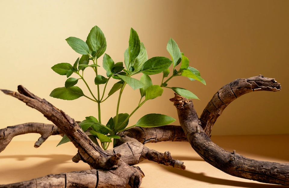 Ashwagandha (Withania Somnifera)